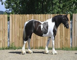 Desty (Friesian horse)