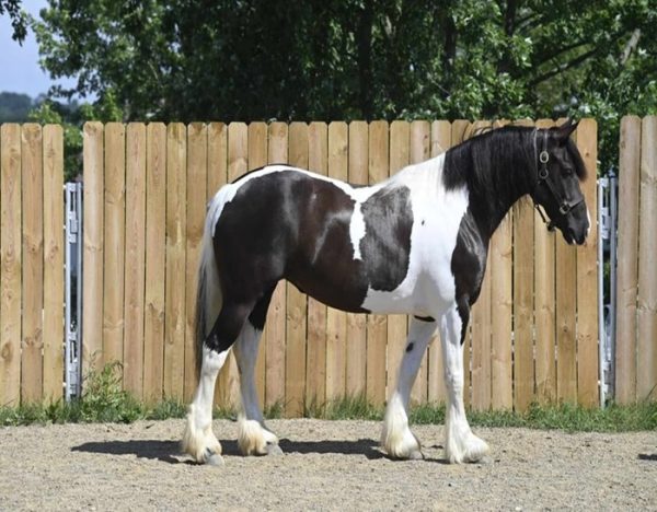 Desty (Friesian horse)