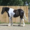 Desty (Friesian horse)