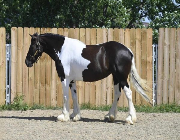 Desty (Friesian horse)