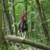 Desty (Friesian horse)