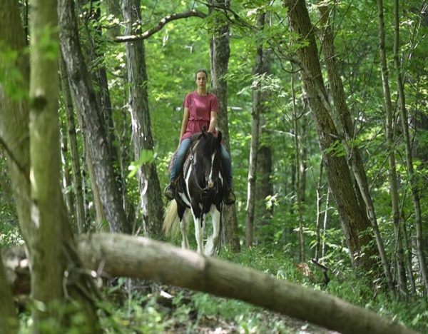 Desty (Friesian horse)