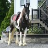 Desty (Friesian horse)