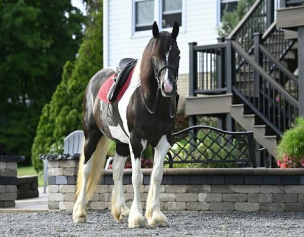 Desty (Friesian horse)