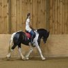 Desty (Friesian horse)