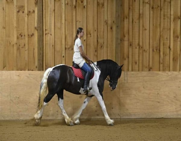 Desty (Friesian horse)