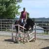 Desty (Friesian horse)