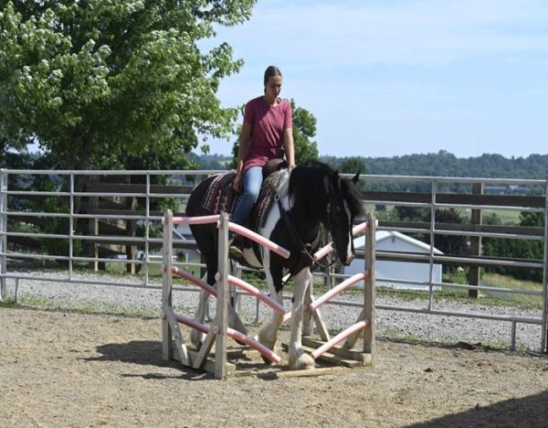 Desty (Friesian horse)