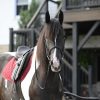 Desty (Friesian horse)