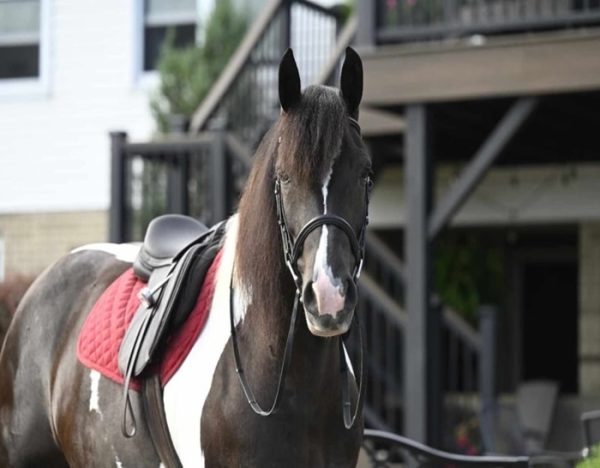 Desty (Friesian horse)