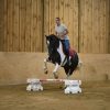 Desty (Friesian horse)