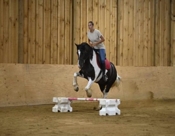 Desty (Friesian horse)