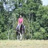 Desty (Friesian horse)