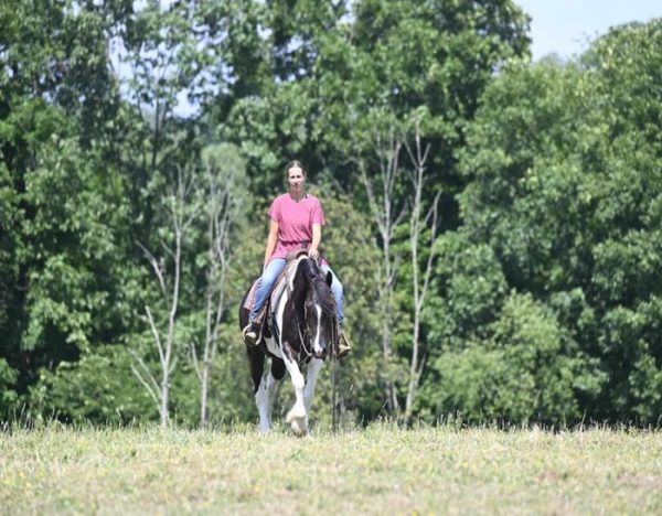 Desty (Friesian horse)