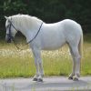 Mabel (Friesian Horse)