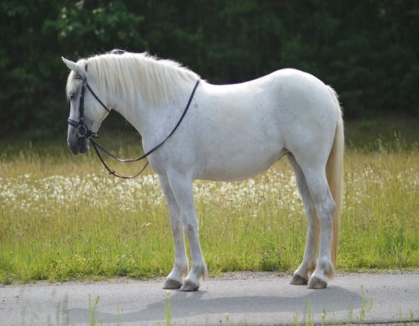 Mabel (Friesian Horse)