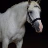 Mabel (Friesian Horse)