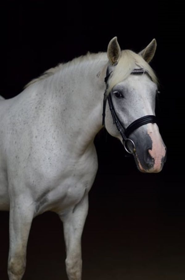 Mabel (Friesian Horse)