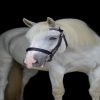 Mabel (Friesian Horse)