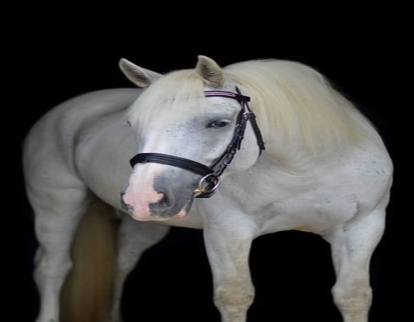 Mabel (Friesian Horse)