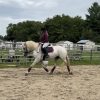 Mabel (Friesian Horse)