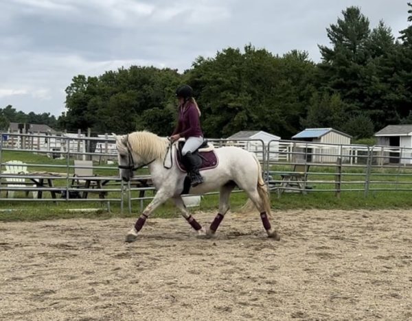 Mabel (Friesian Horse)