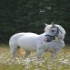 Mabel (Friesian Horse)