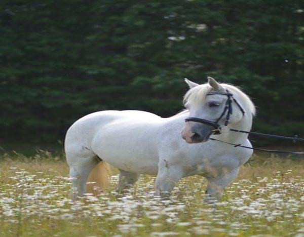 Mabel (Friesian Horse)