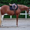 Cheeks (Paint Horse)