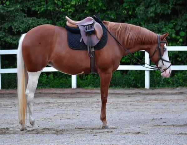 Cheeks (Paint Horse)