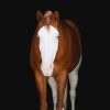 Cheeks (Paint Horse)