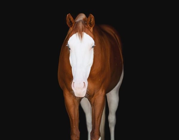 Cheeks (Paint Horse)