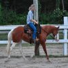 Cheeks (Paint Horse)