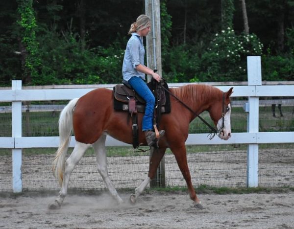 Cheeks (Paint Horse)