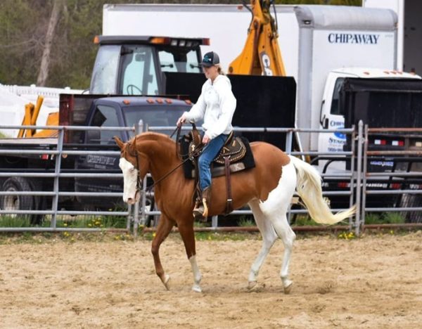 Cheeks (Paint Horse)