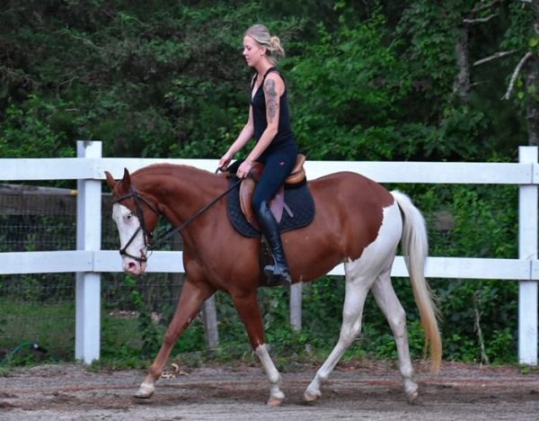Cheeks (Paint Horse)