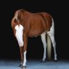 Cheeks (Paint Horse)