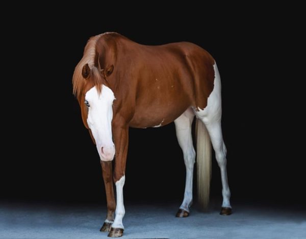 Cheeks (Paint Horse)