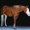 Cheeks (Paint Horse)