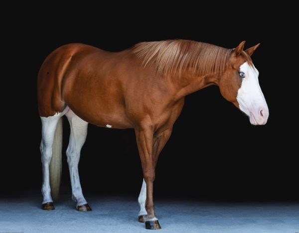 Cheeks (Paint Horse)