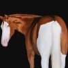 Cheeks (Paint Horse)