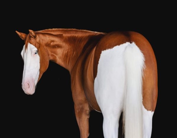 Cheeks (Paint Horse)