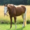 Cheeks (Paint Horse)