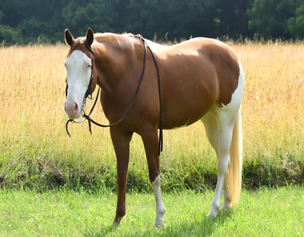 Cheeks (Paint Horse)
