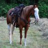 Cheeks (Paint Horse)