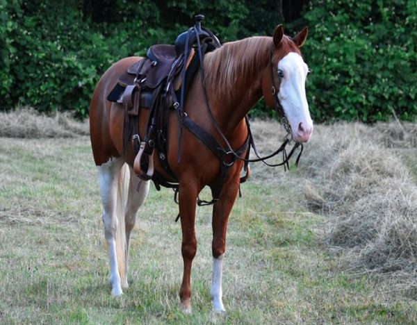 Cheeks (Paint Horse)