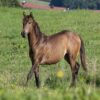Maroon (Paint Horse)