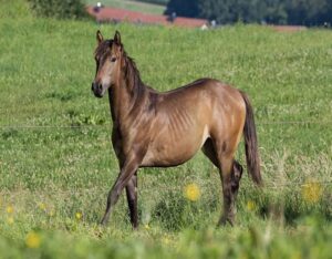 Maroon (Paint Horse)