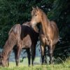 Maroon (Paint Horse)