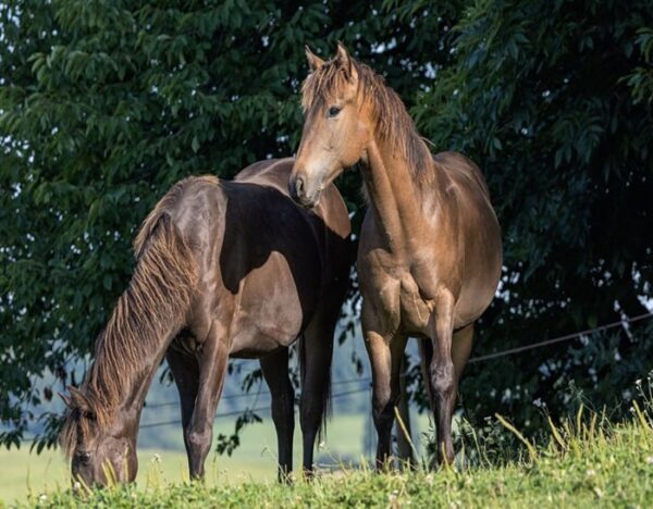 Maroon (Paint Horse)